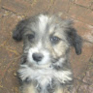 Meet your Posher, Marlene